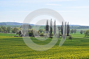 ThÃ¼r, Germany - 04 22 2021: Yellow fields and green cypress trees in ThÃ¼rer Wiesen