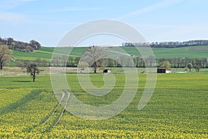 ThÃ¼r, Germany - 04 22 2021: Yellow fields starting to bloom in ThÃ¼rer Wiesen