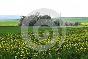 ThÃ¼r, Germany - 04 23 2021: yellow blooming oilseed fields with a few spring trees in between