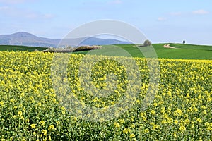 ThÃ¼r, Germany - 04 23 2021: yellow blooming oilseed fields on green Eifel hills