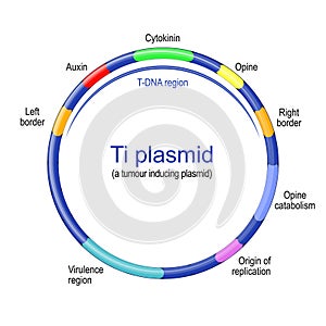 Ti plasmid structure. tumour inducing plasmid photo