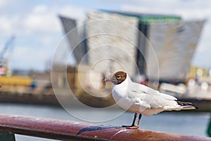 Tianic belfast or black headed gull