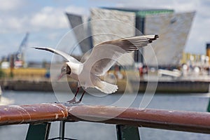 Tianic belfast or black headed gull