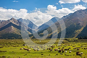 Tianshan mountain scenery