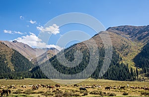 Tianshan mountain scenery