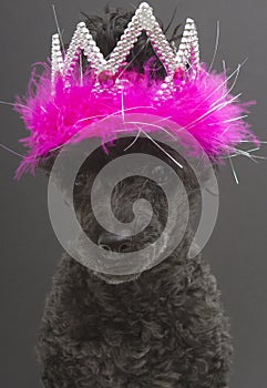 Tiara with Feathers On A Dog