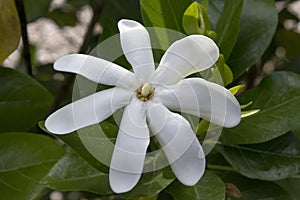 Tiare gardenia is from Tahiti and is sweetly fragrant with beautiful white petals
