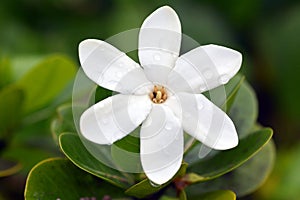 Tiare Maori the National Flower of the Cook Islands