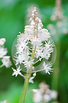 Tiarella cordifolia