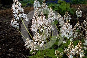 Tiarella cordifolia or heartleaf foamflower on a cloudy day.