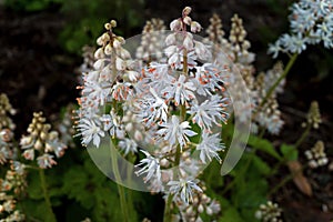 Tiarella cordifolia or heartleaf foamflower on a cloudy day. photo