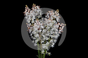 Tiarella foamflower is in the family Saxifragaceae. photo