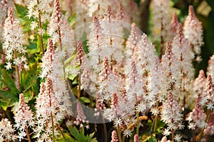 Tiarella Pink Skyrocket