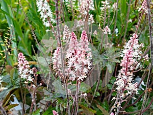 Tiarella `Pink Skyrocket`