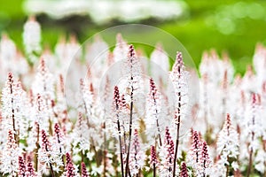 Tiarella pink skyrocket blooming in the garden in spring