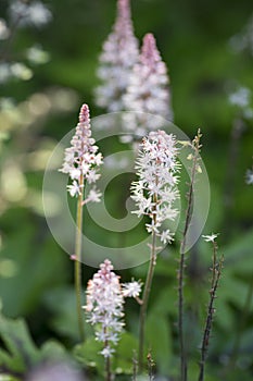 Tiarella Pink Skyrocket ornamental garden flower in bloom, pink white flowering plant