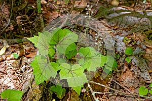 Foamflower plant growing in the forest photo