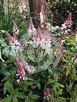 Tiarella `Spring Symphony` in flower