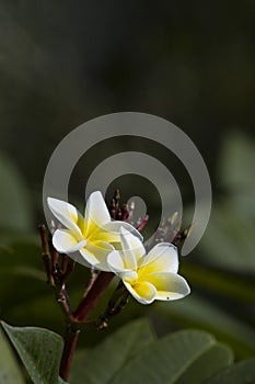 TiarÃ© Flower in Nepal