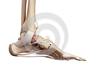 The tibeonavicular ligament