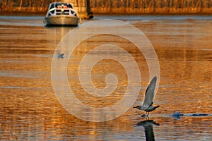 Tiber river at sunset. photo