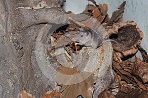 Tibesti spiny mouse