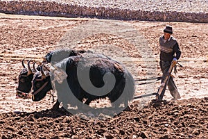 Farmer ploughing agricultural lands with yaks - Tibet