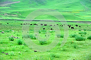 Tibet GanNan's grassland