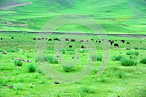 Tibet GanNan's grassland