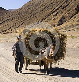 Tibet - Havest Time