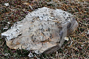 Tibet, mosquitoes on stone at an altitude of 4557 meters above sea level