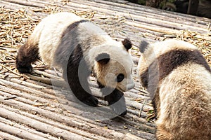 Tibet`s Giant Panda Bear photo