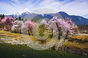 Tibet's spring