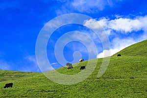 Tibet scenery