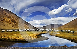 Tibet scenery of China