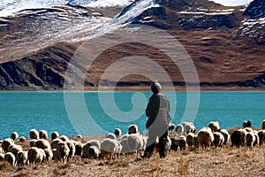 Tibet Shepherd img