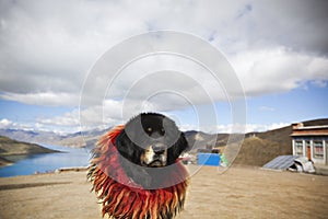 Tibet: tibetan mastiff