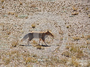 Tibet vulpes ferrilata