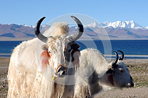 Tibet:white yaks at lakeside