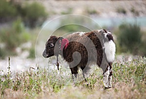 Tibet yak