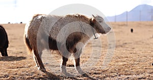 Tibet yak eating grass