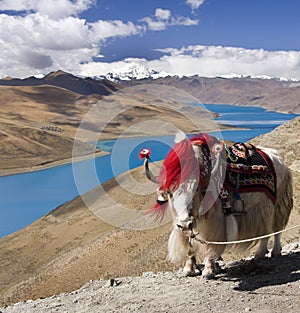 Tibet - Yamdrok Lake - Yak - Tibetan Plateau