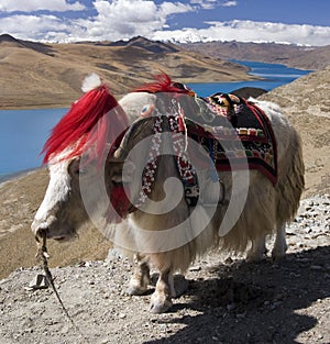 Tibet - Yamdrok Lake - Yak - Tibetan Plateau