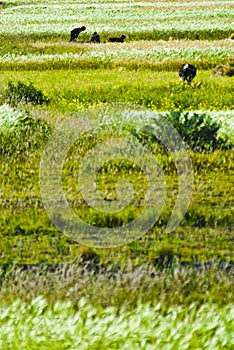 Tibetan agricultural landscape