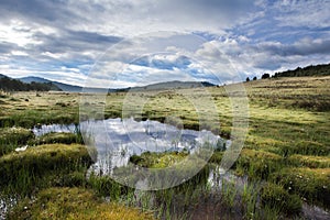 Tibetan alpine grassland