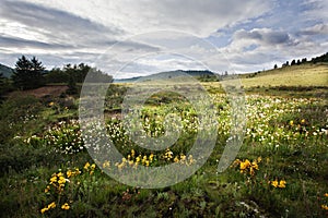 Tibetan alpine grassland