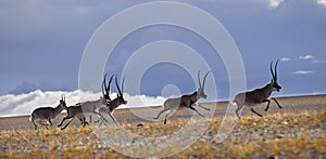 Tibetan antelope photo