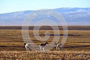 Tibetan antelope