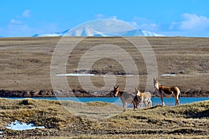 Tibetan antelope