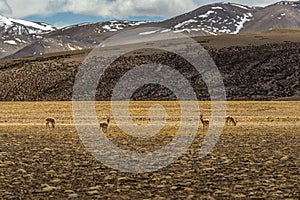 Tibetan antelope in a big landscape of Zhada County and mountain in the background with snow on peak